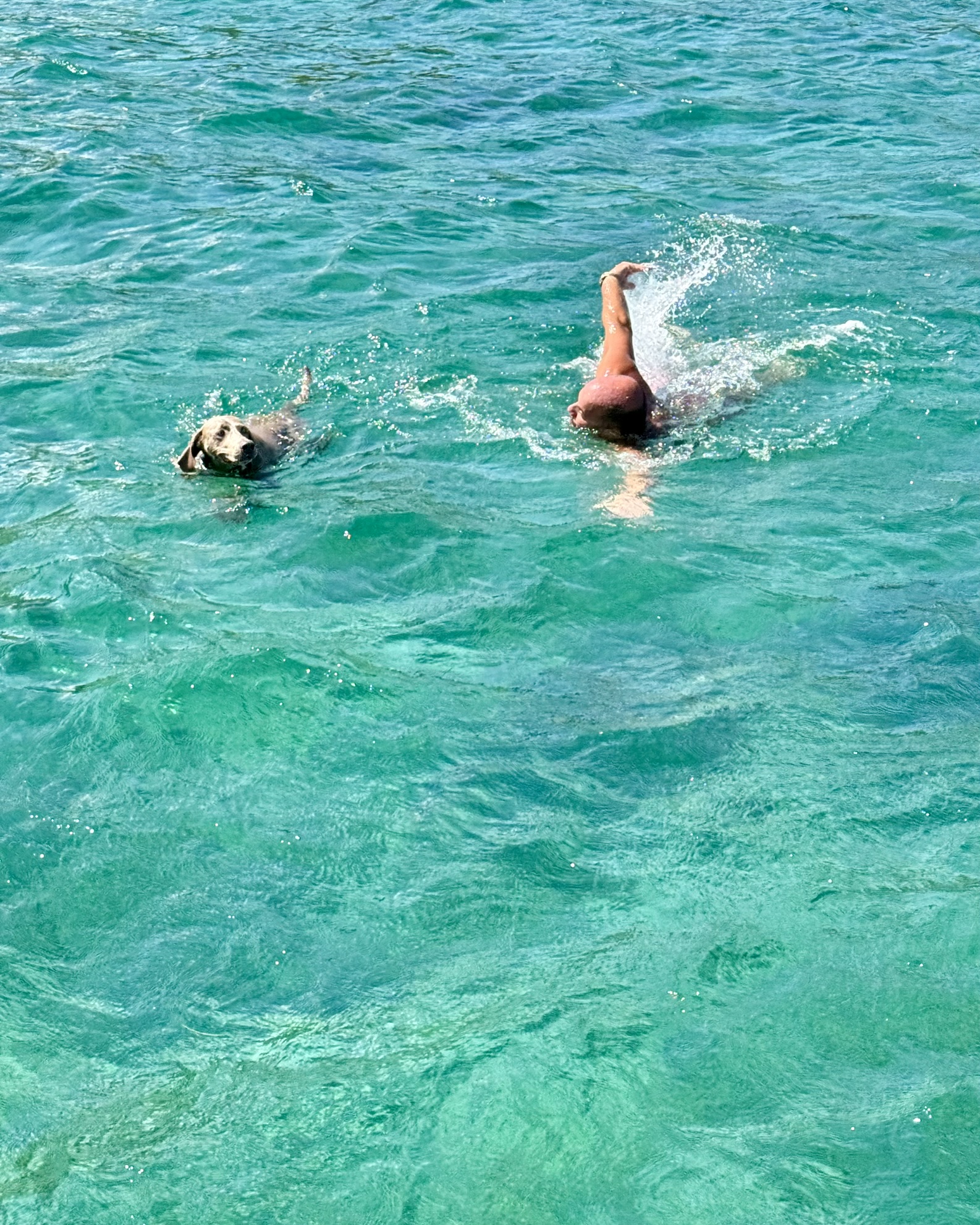 Margot the Weimaraner swimming